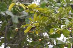 Olax scandens